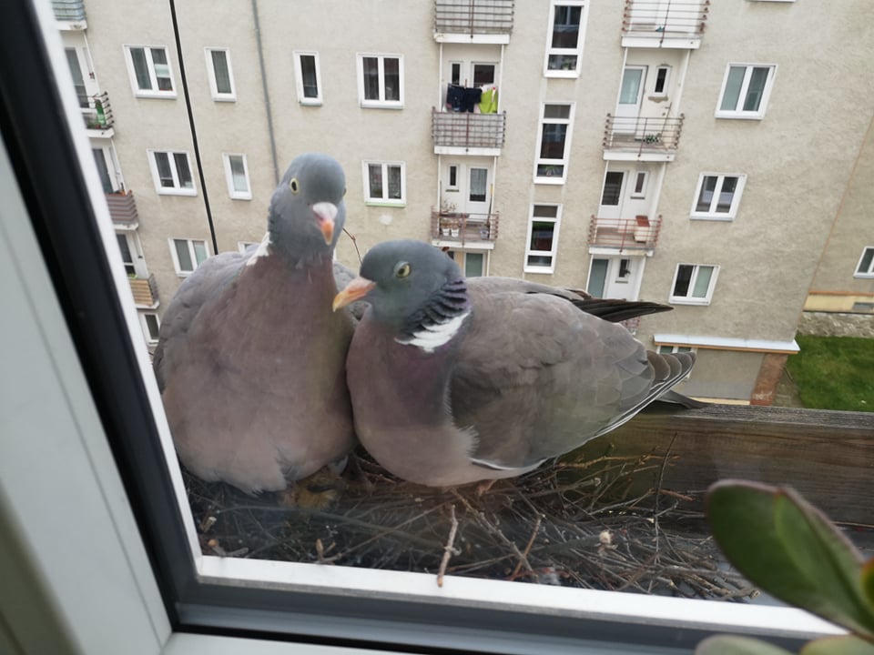 holub v hnízdě