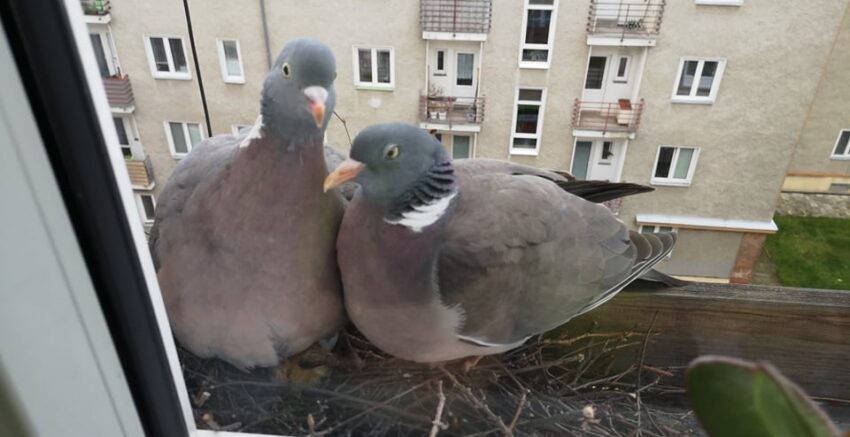 holubi hnizdo