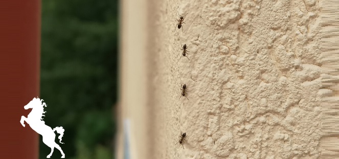 mravenci jdou