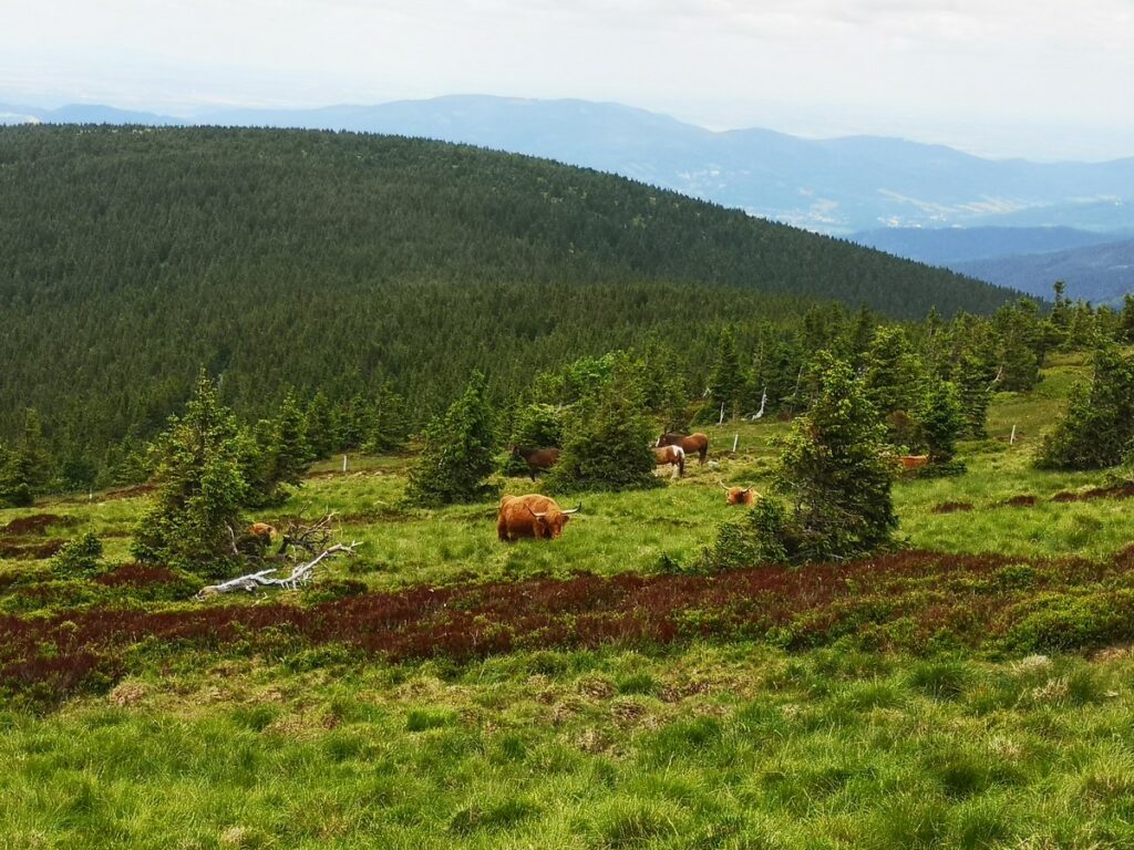 krávy pod Pradědem