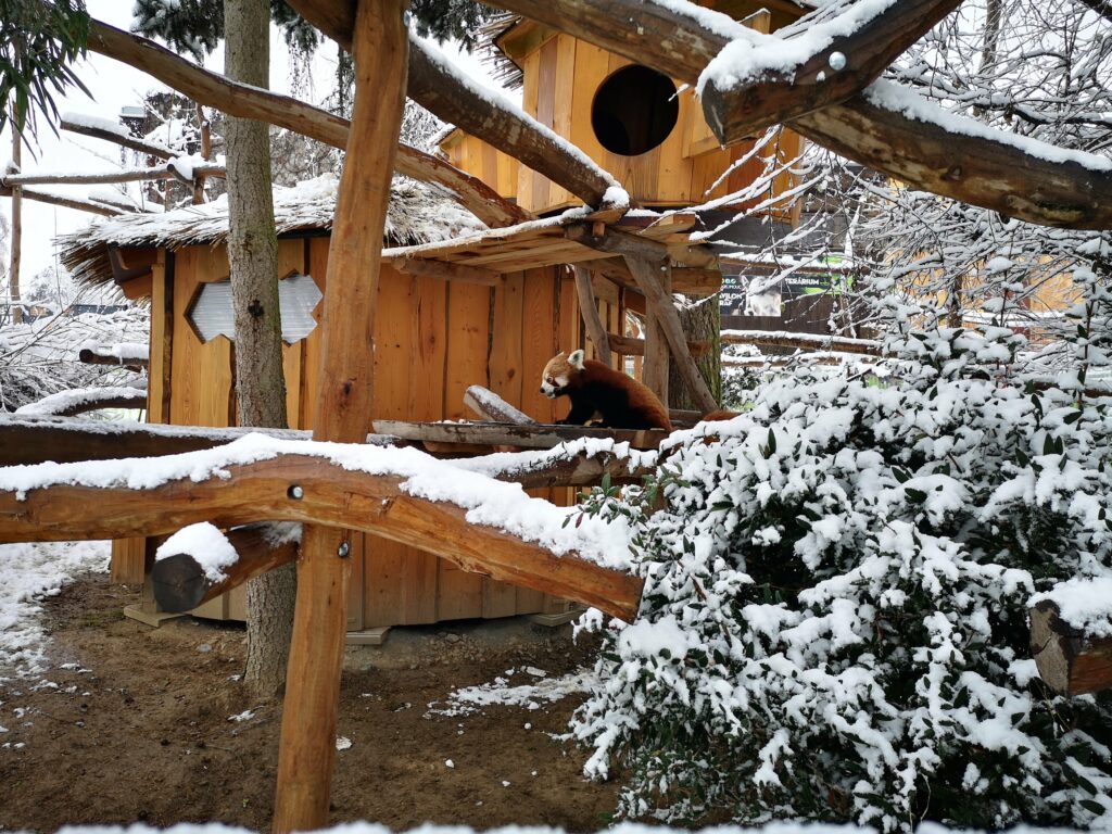 zoo Olomouc panda červená