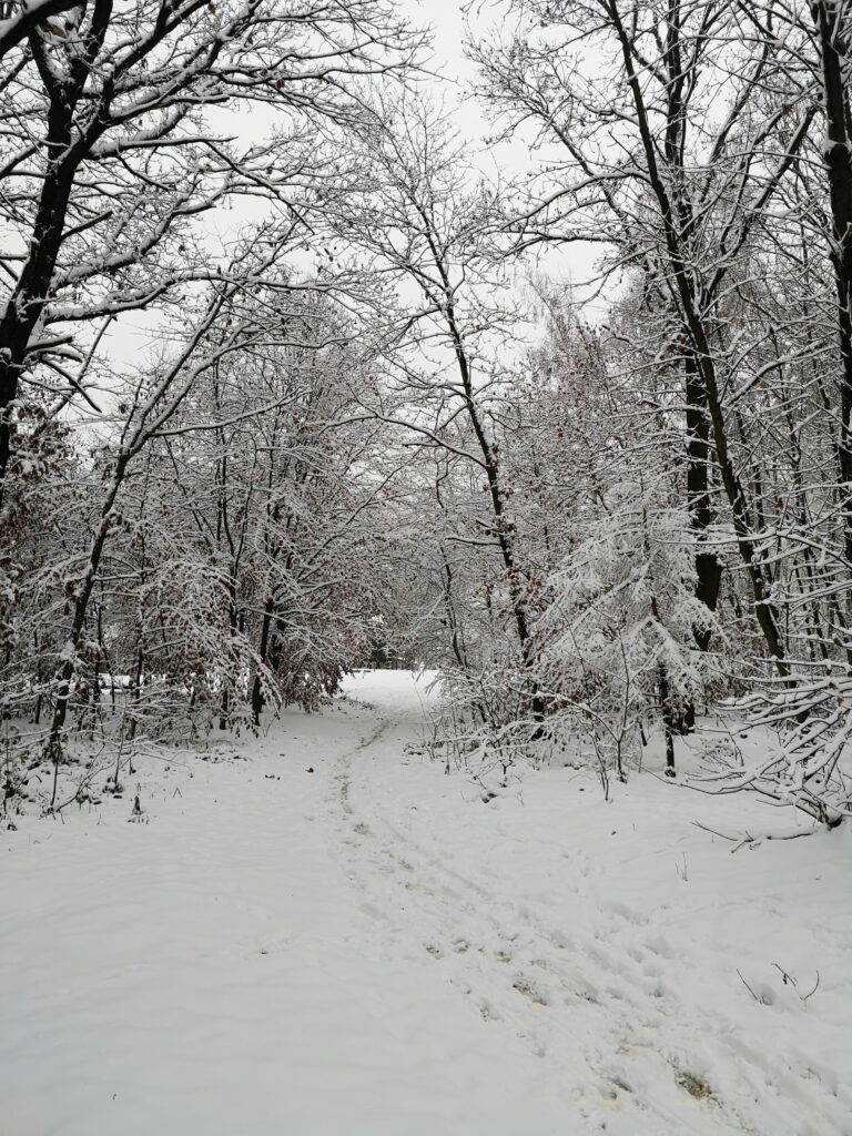 Olomouc sníh