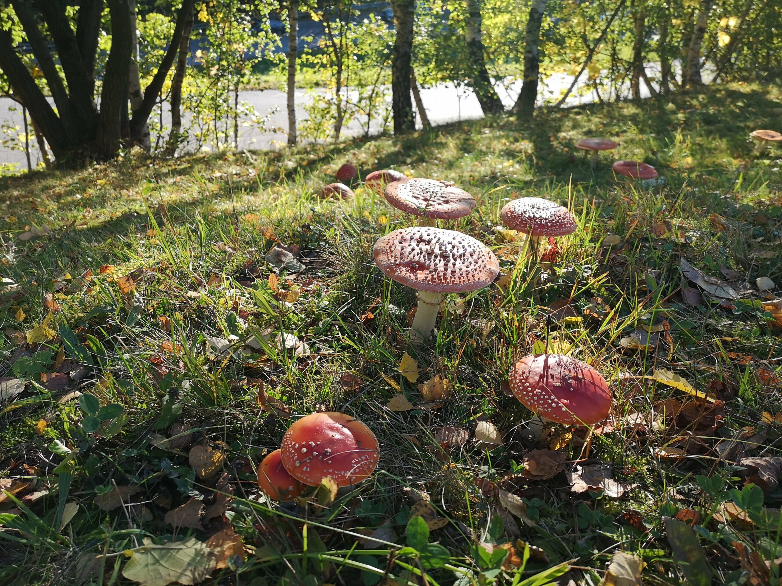 Muchomůrky